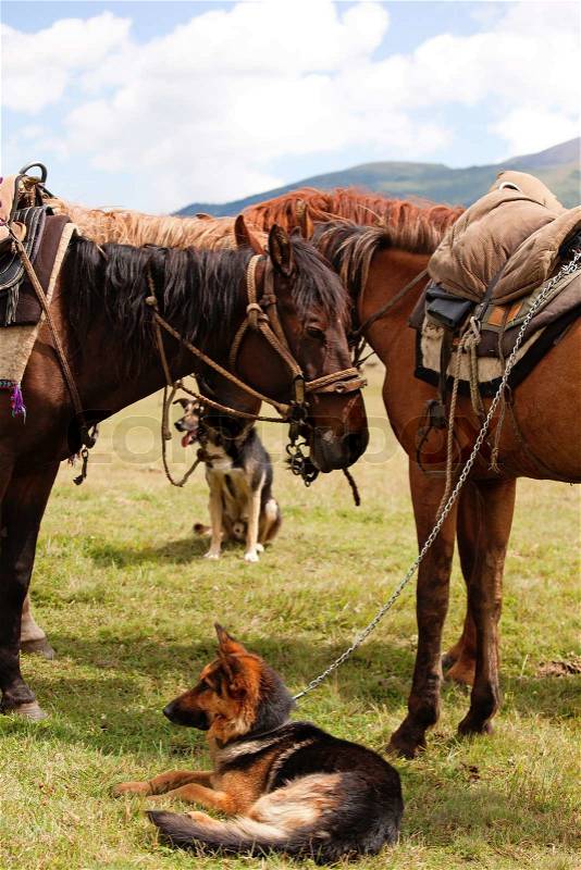 Group nomadic horses and dogs, stock photo