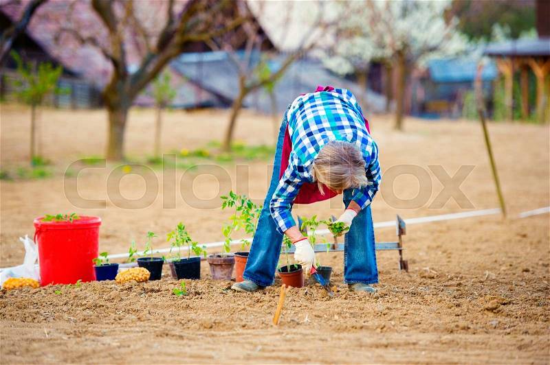 Senior woman planting seedlings in spring into the ground in her garden, stock photo