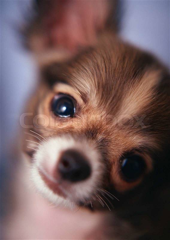 Closeup Smiling Brown Toy Terrier with big eyes, stock photo