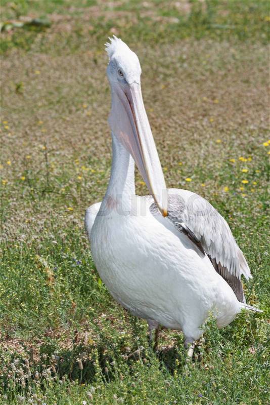 Adult big bird pelican on the grass close-up. vertical\, stock photo