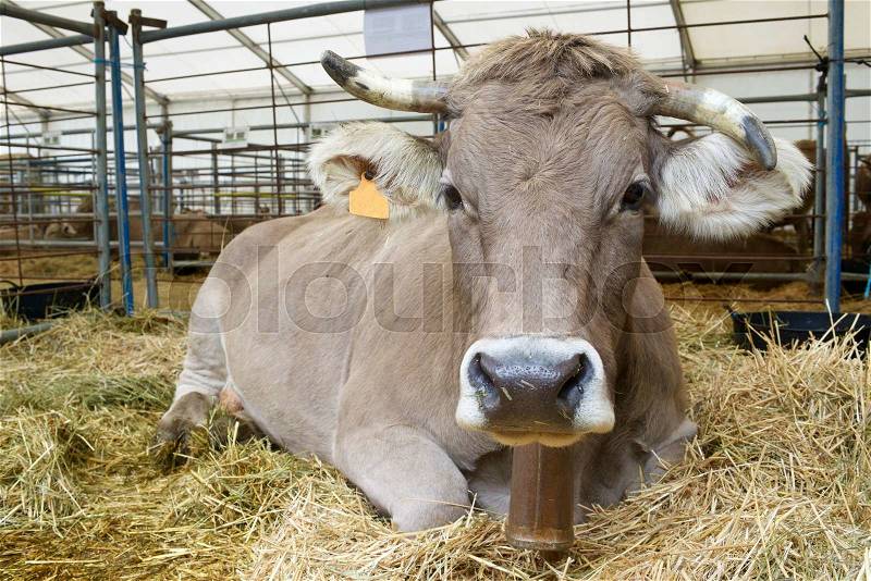 Close-up of a cow in a cattle fair, stock photo