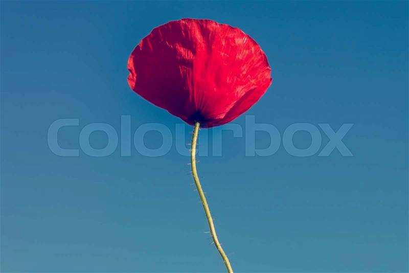 Flower of red poppy on a background of blue sky, stock photo