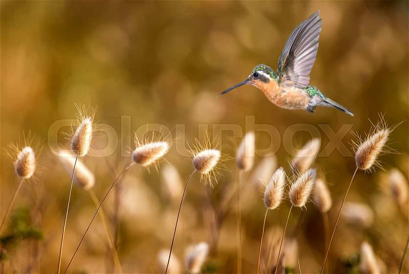 Hummingbird over sunny summer nature background , stock photo