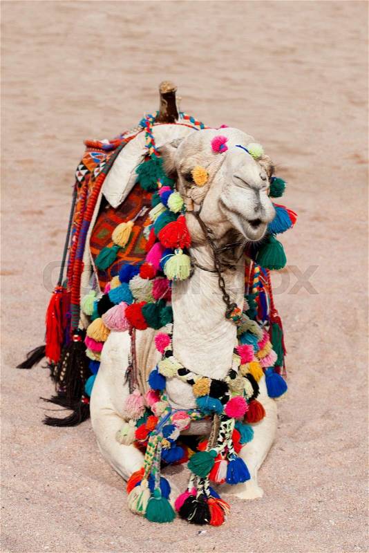 Camel in color decorations rest in sand, stock photo