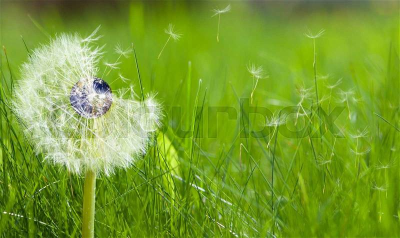 Dandelion with an earth core representing ecology concept, stock photo