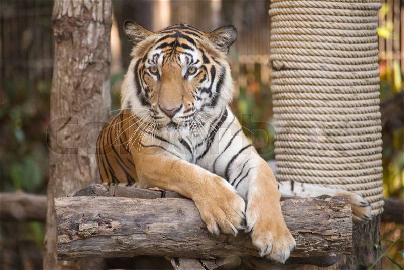 Bengal Tiger on wood resting in Thailand Zoo, stock photo