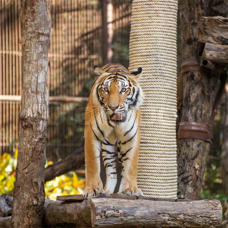 Bengal Tiger standing on wood in zoo of Thailand, stock photo