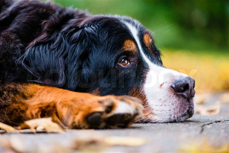 Bernese mountain dog resting in autumn on colorful foliage, close-up shot on head of the animal, stock photo