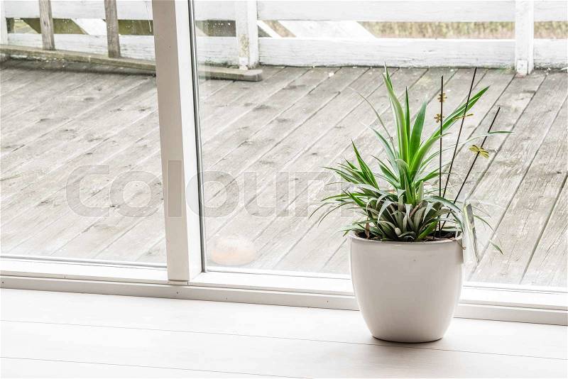 Green plant in an indoor pot near a terrasse, stock photo