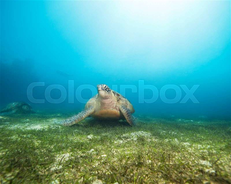 Huge beautiful sea turtle on the seaweed bottom looking at camera, stock photo