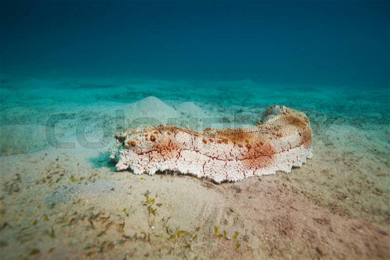 Big sea cucumber on the sea bottom, stock photo