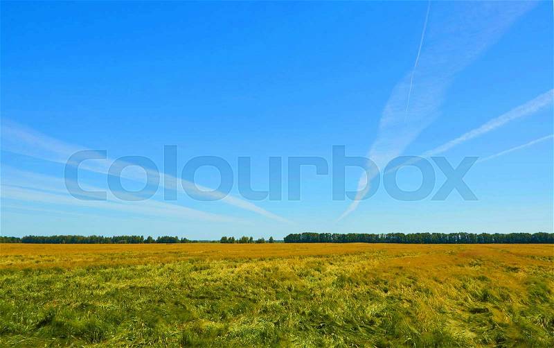 Landscape with barley field under blue sky, stock photo