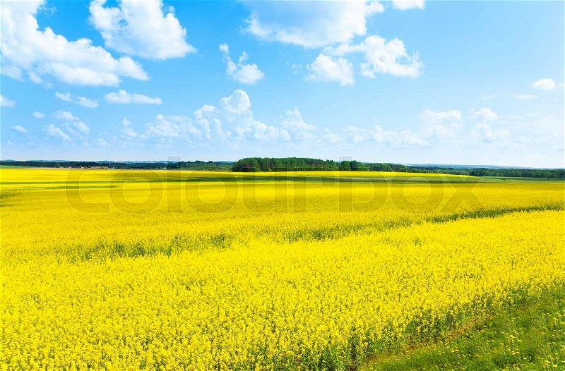 Yellow color flowers fields growing in Eastern Europe on spring sunny day with few clouds, stock photo
