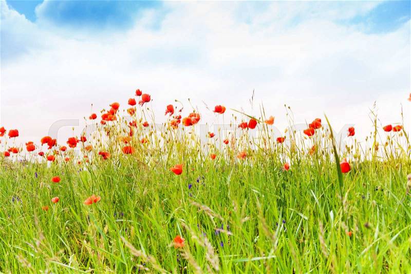 Poppy flowers in the spring field and blue sky and fields on background, stock photo
