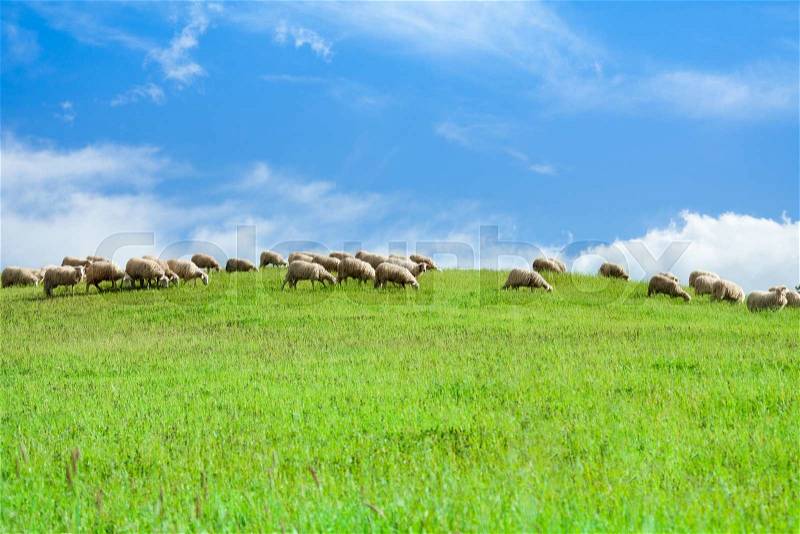 Herd of sheep eating grass in the green field over clean blue summer sky, stock photo