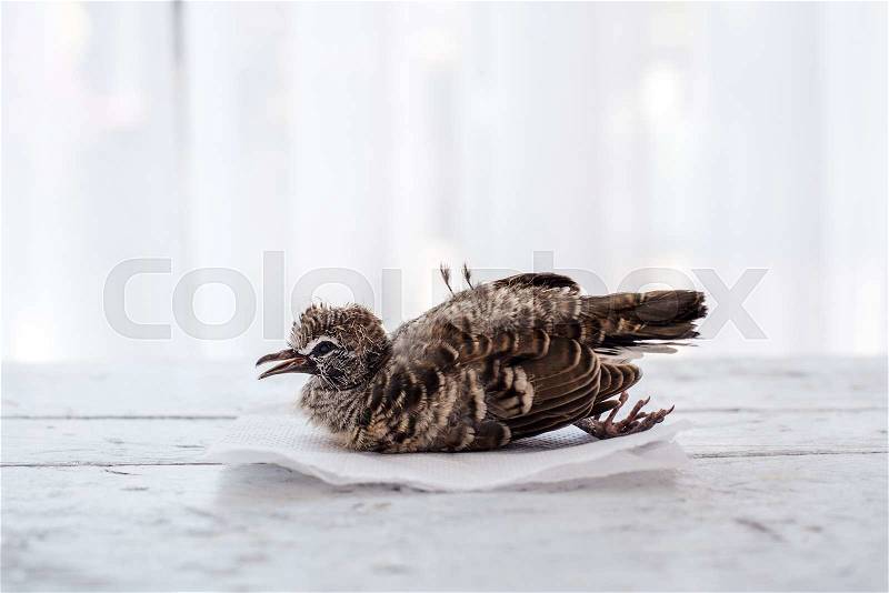 Dead bird background in nature, with nature light, stock photo