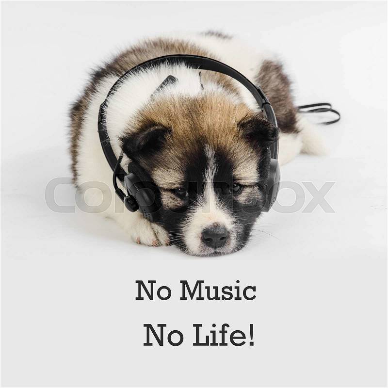 Puppy dog with headphones listening to music with message no music no life, stock photo