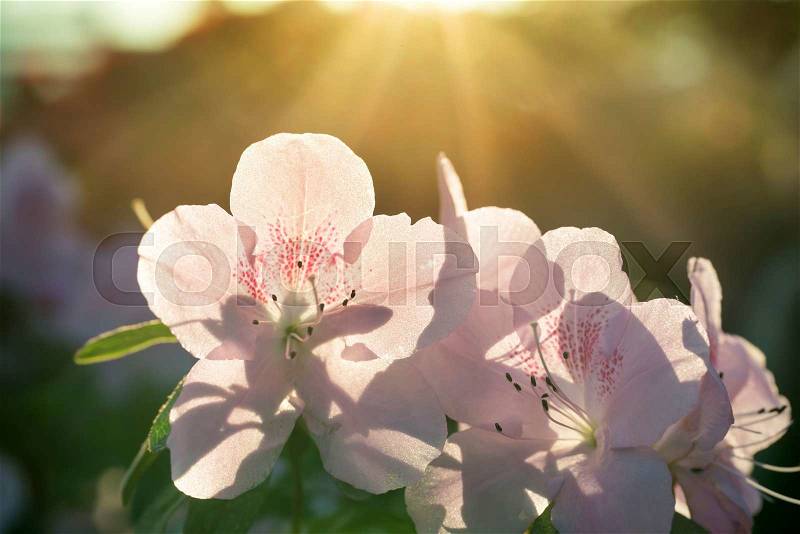 Spring flowers azalea rhododendron in the sun light with rays, stock photo
