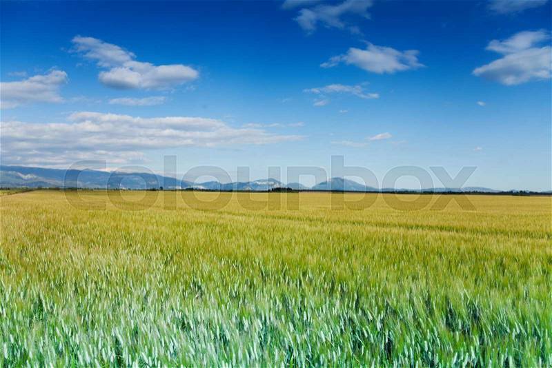 Green and yellow field with beautiful blue horizon in summer, stock photo