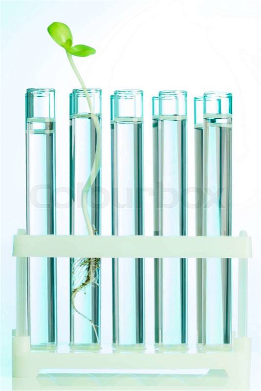 One green sprout in test tube filled with water and fixed in a row, stock photo