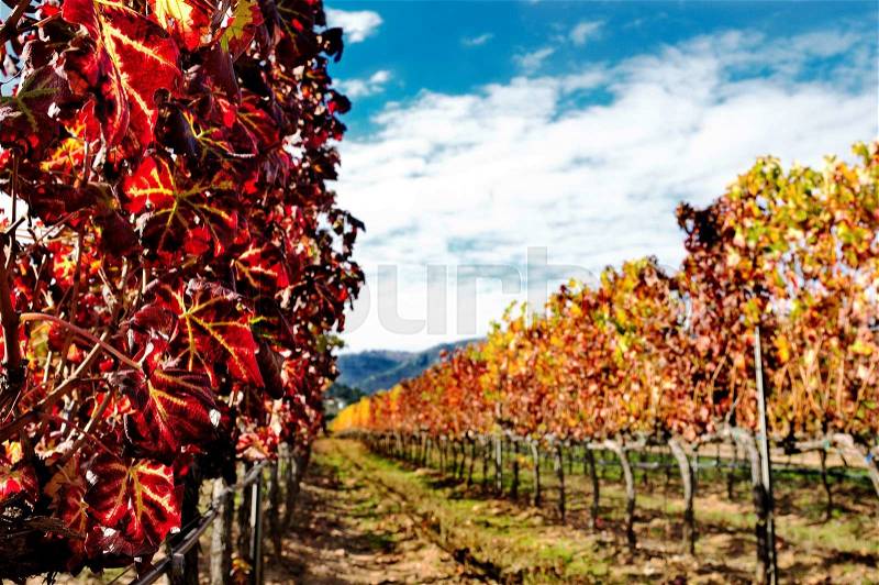 Details of vineyards, rows of vines young and old with the colors of autumn, stock photo