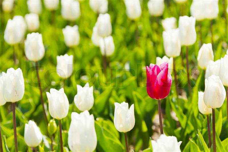 Close-up view of white and one red tulip during day time in summer, Netherlands, stock photo