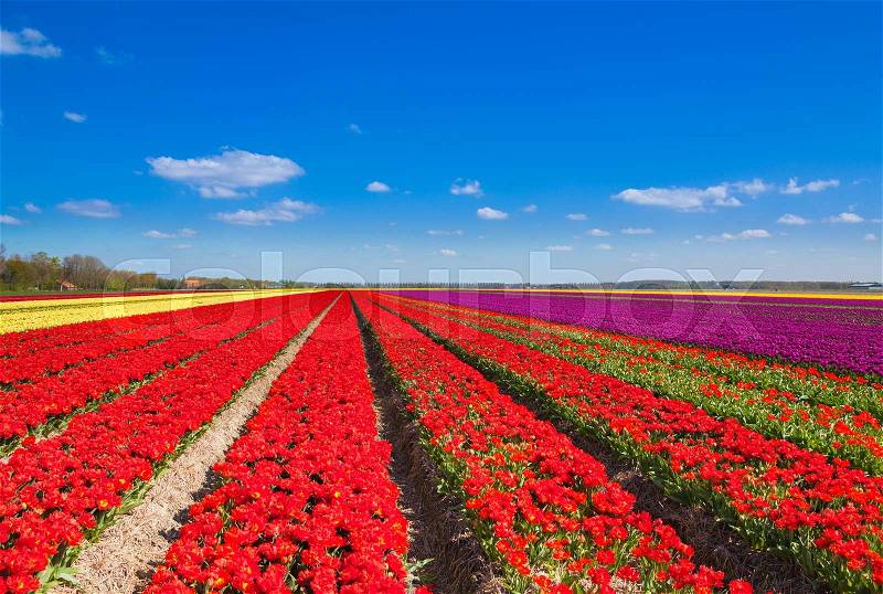 Beautiful tulip field rows with sky horizon during sunny day in summer time in Netherlands, Europe, stock photo
