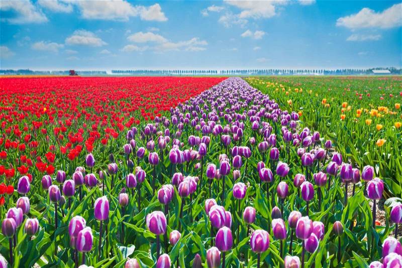 Close view of purple, red and yellow tulips in summer time during sunny beautiful day in Netherlands, Europe, stock photo