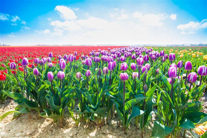 Purple tulips in sunshine during summer beautiful day in Netherlands, Europe, stock photo