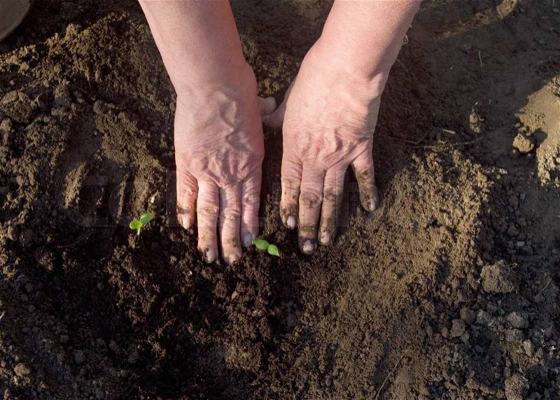 Old hands planted sprout, stock photo