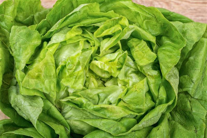 The detail of the green leaves of spring lettuce, stock photo