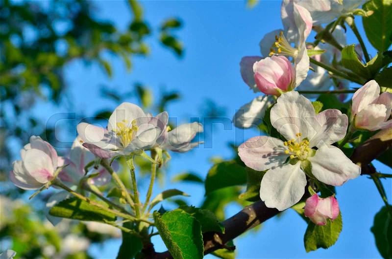 Young apple-tree flowers in the spring garden, stock photo