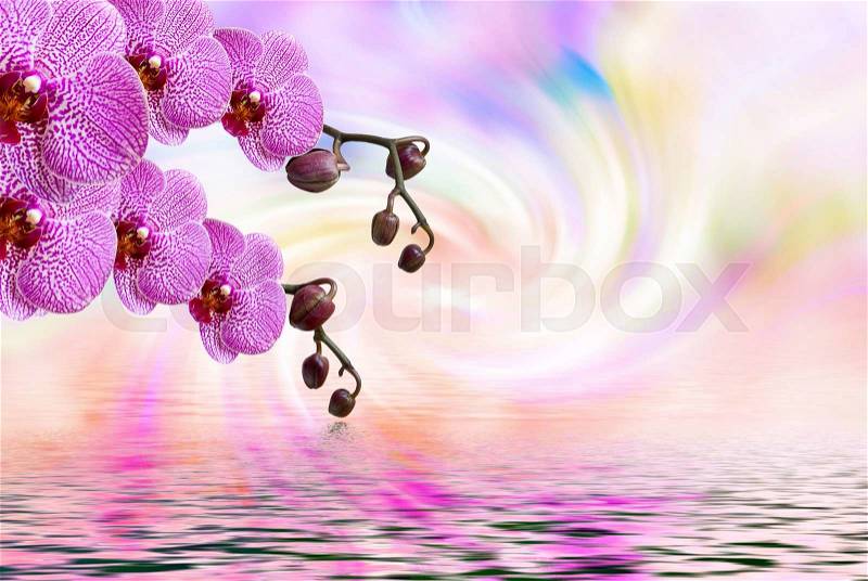 Close up of beautiful plant orchid flower, stock photo