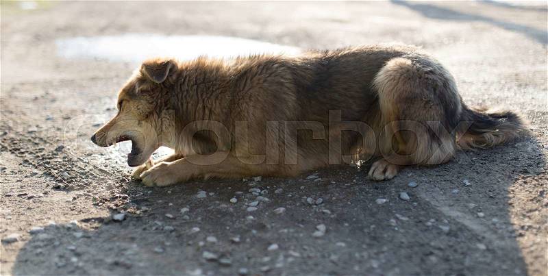 Dog gnaws a bone in nature, stock photo