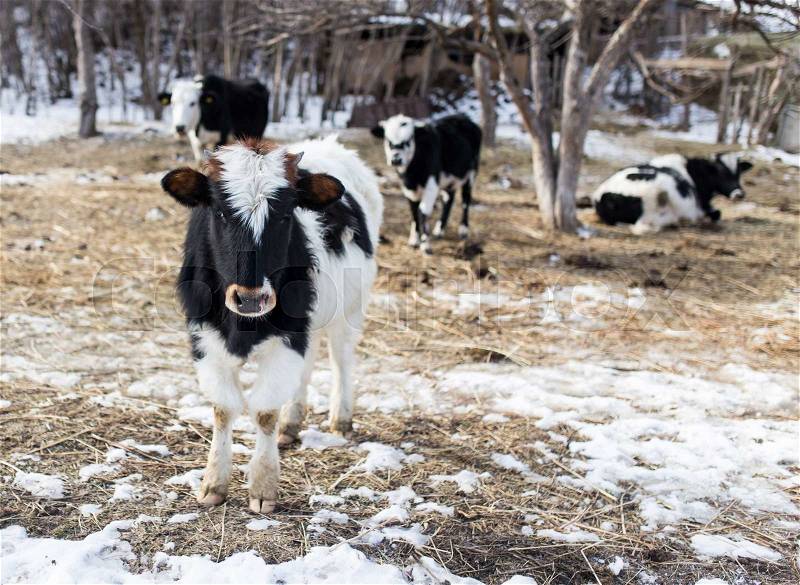 Cow in nature in winter, stock photo