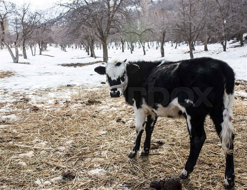 Cow in nature in winter, stock photo