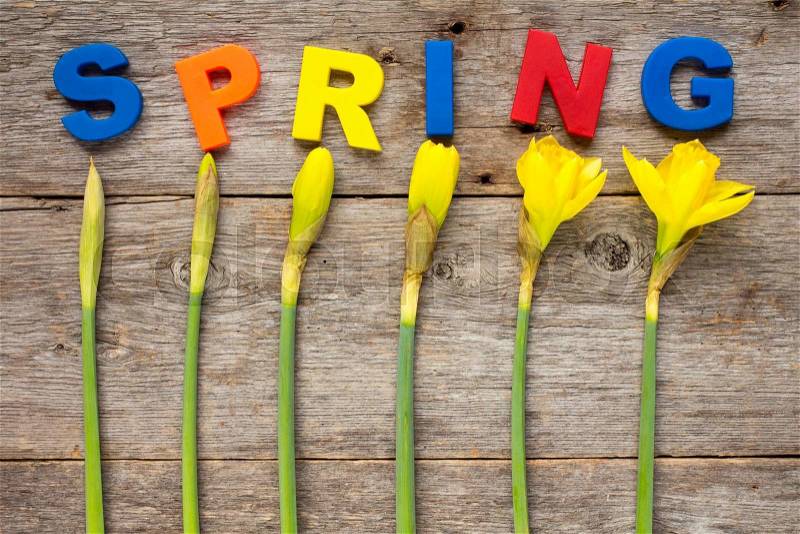 Letters spelling word SPRING with daffodil flowers on wooden background, stock photo