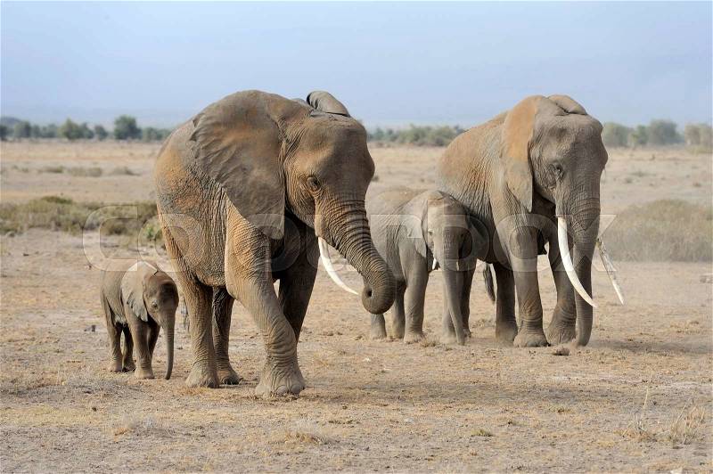 Elephant in National park of Kenya, Africa, stock photo