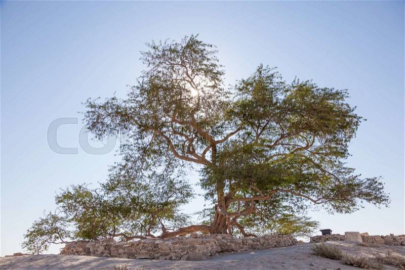 Natural landmark of Bahrain - the 400 years old Tree of Life. Kingdom of Bahrain, Middle East, stock photo