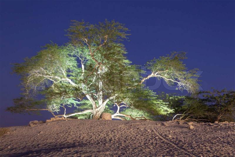 Natural landmark of Bahrain - the 400 years old Tree of Life. Kingdom of Bahrain, Middle East, stock photo