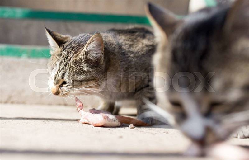 Cat eats meat on nature, stock photo