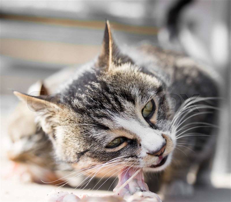 Cat eats meat on nature, stock photo