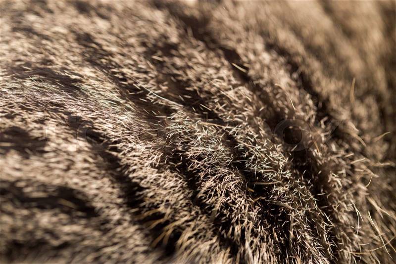 Cat fur as background. texture, stock photo