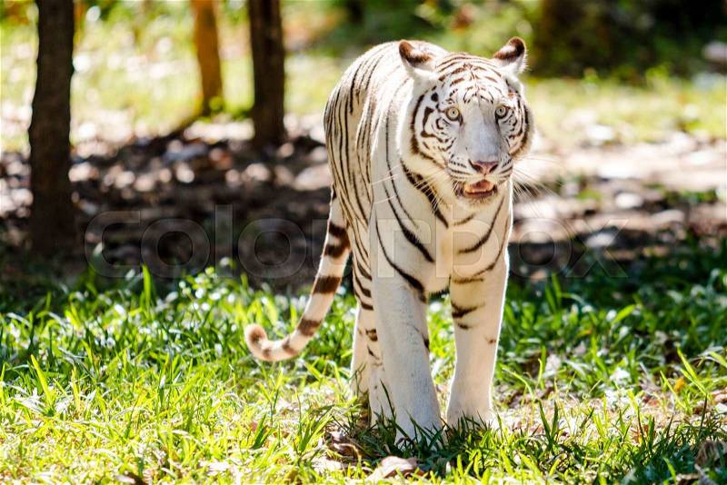 White tiger in the zoo, stock photo
