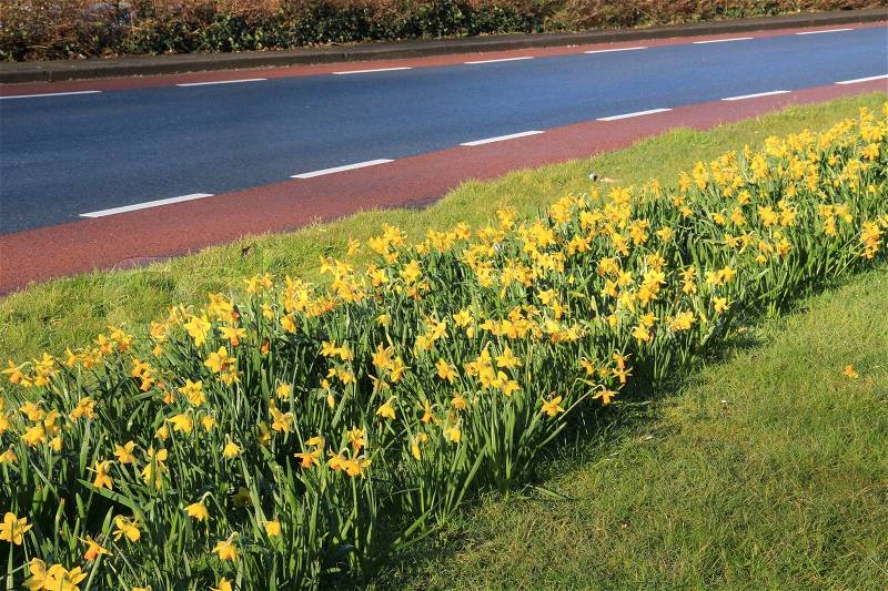 Many blooming daffodils on the side of the road in the residential area in the village Zuidland in spring, stock photo