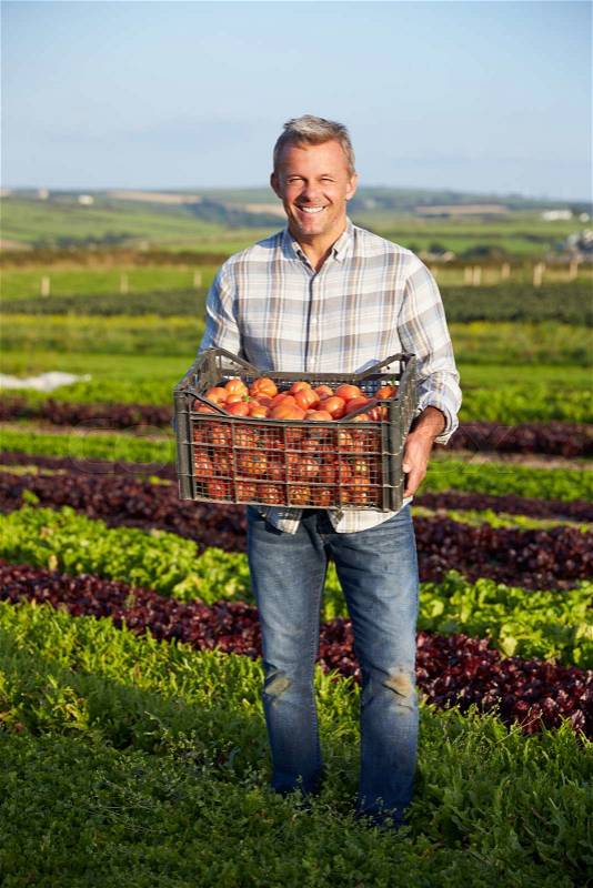 Farmer With Organic Tomato Crop On Farm, stock photo