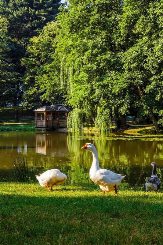 Three goose near the pond with gazebo in park at summer morning, stock photo