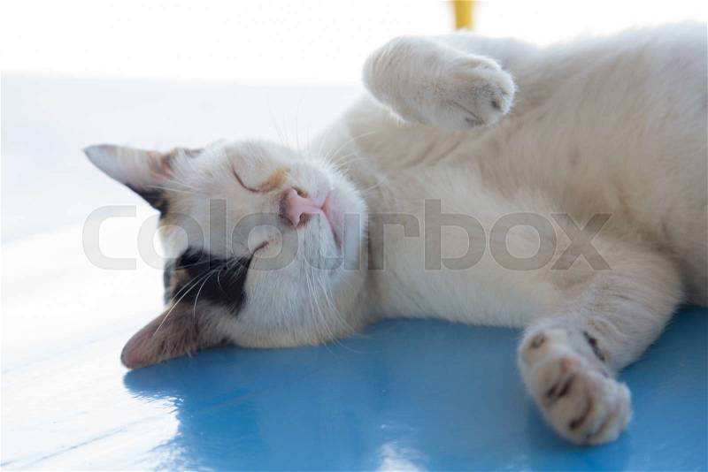 Cat is sleeping White cat sleeping on a table blue, stock photo