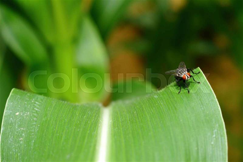 Insect on green leaf background texture in nature, stock photo