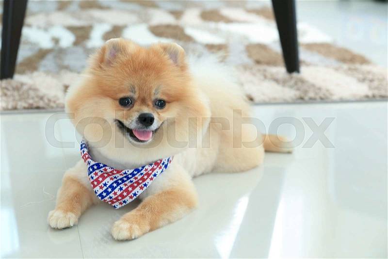 Pomeranian dog puppy cute pet in home, stock photo